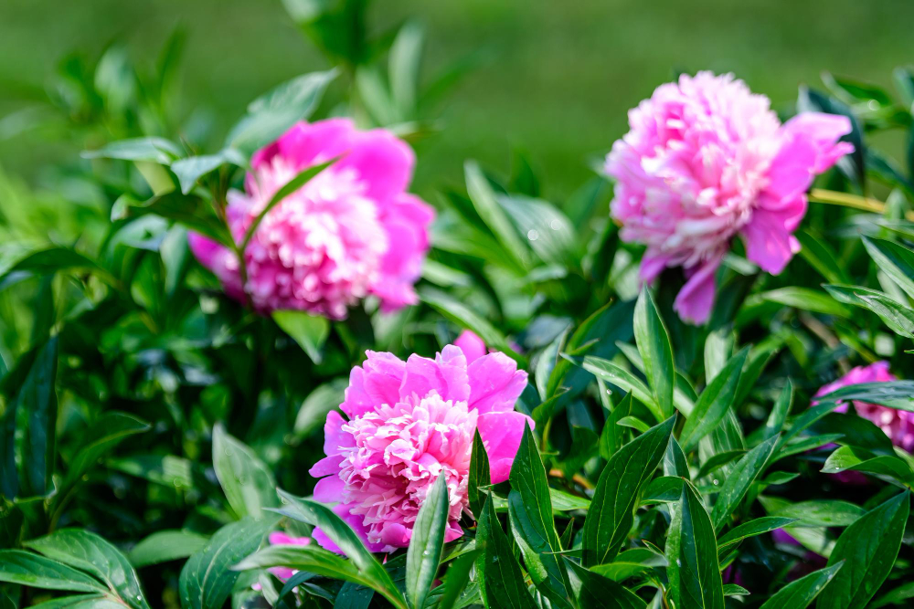 les plus belles pivoines arbustives à cultiver