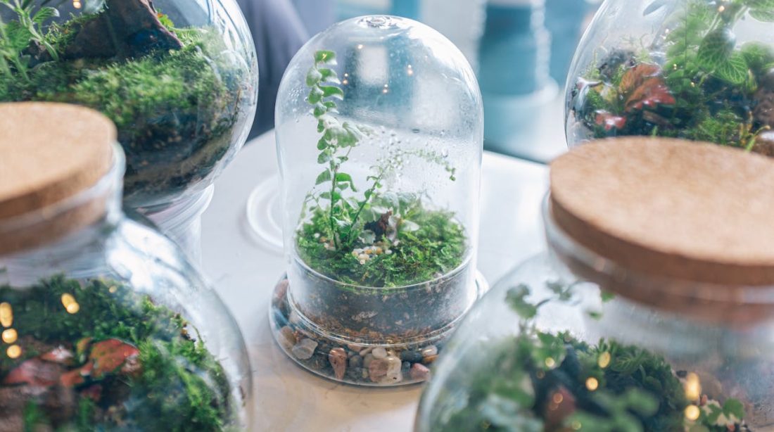 faire un terrarium facilement chez soi
