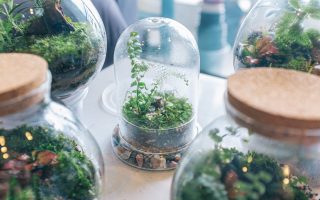 faire un terrarium facilement chez soi