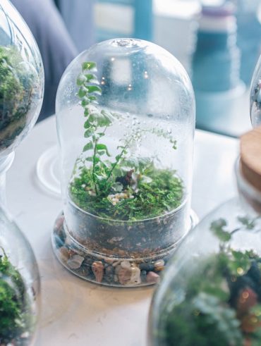 faire un terrarium facilement chez soi