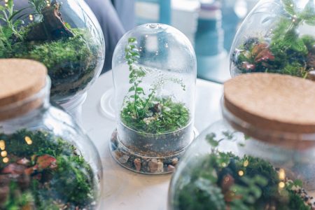 faire un terrarium facilement chez soi
