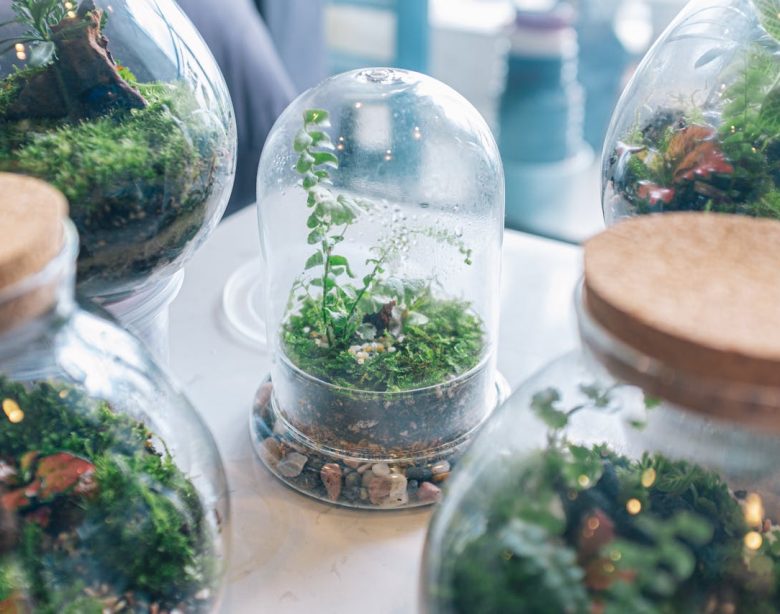 faire un terrarium facilement chez soi