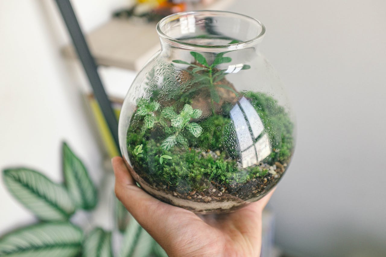 un terrarium chez soi