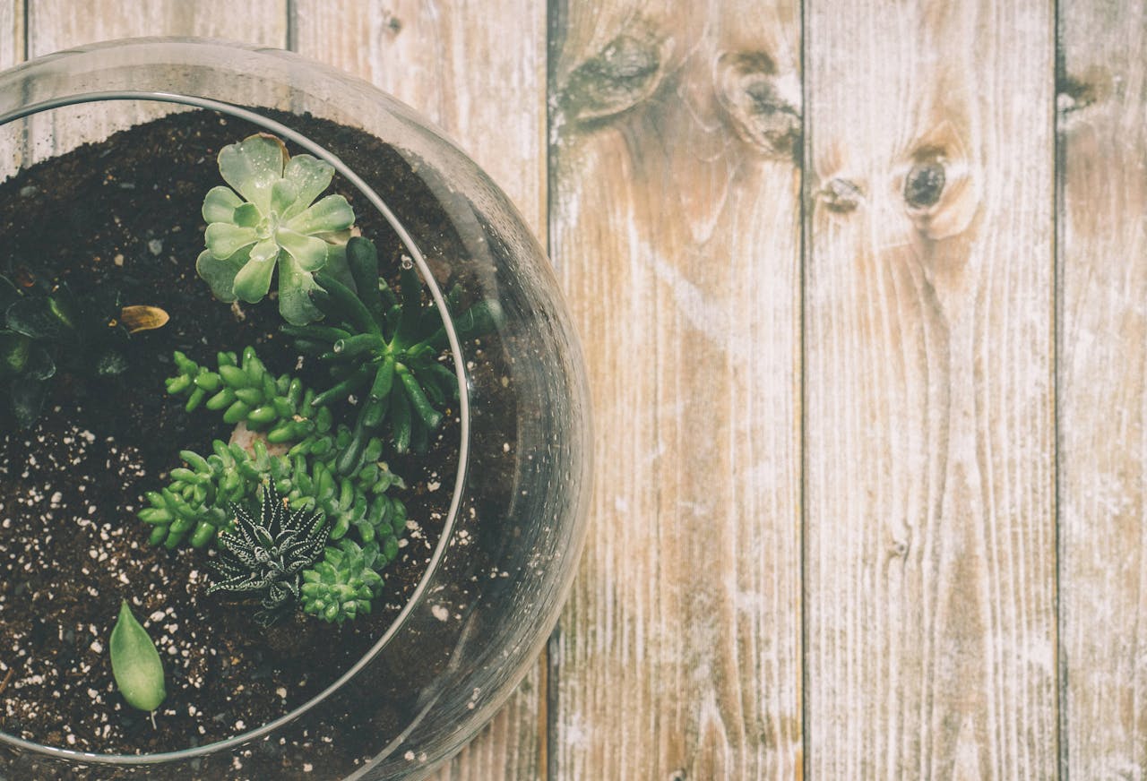 un terrarium facilement chez soi